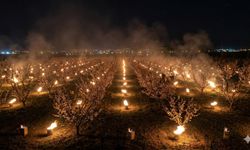 Valilikten Kayısı Üreticisine 'Don' Reçetesi: Bahçenizi Kurtaracak 3 Altın Kural!