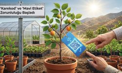 Kayısı Fidanı Alacaklar Dikkat! 'Karekod' ve 'Mavi Etiket' Zorunluluğu Başladı