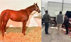 Malatya Girişinde Üzücü Kaza: Şampiyon Yarış Atı 'Heyfa' Hayatını Kaybetti