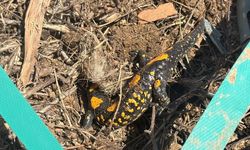 Malatya'da Nadir Görüntü: Çavuşlu Mahallesi’nde Ortaya Çıktı