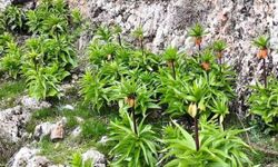 Malatya'nın Hüzünlü Mucizesi Uykudan Uyandı: Vali Yavuz'dan Görsel Şölen Paylaşımı