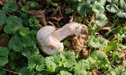 Rus Ruleti Gibi: Bilinmeyen Mantar Ölüm Getiriyor