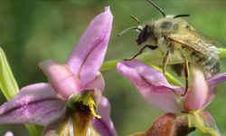 Nesli Tehlike Altındaki Likya Orkidesi İlk Kez Tohumdan Üretildi..