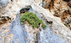 Malatya’nın Gizli Şifası: Bu Bitki Sağlıkta Yeni Bir Dönem Başlatabilir...