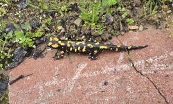 Malatya Gündüzbey’de Sürpriz Keşif! Nadir Tür Ortaya Çıktı