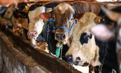 Malatya’da 2026 Kurban Kesim Kuralları Belli Oldu: Mahalle Arasında Kesenlere Ağır Ceza