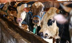 Malatyalılar Dikkat: 2026 Kurban Bağış Fiyatları Açıklandı