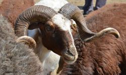 2026 Malatya Küçükbaş Kurbanlık Piyasası: Koyun, Koç ve Keçi Fiyatları Açıklandı