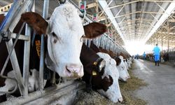 2026 Malatya Büyükbaş Kurbanlık Fiyatları Belli Oldu: Dana, Düve ve İnek Kilo Fiyatı Ne Kadar?