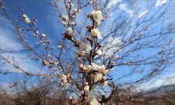 Malatya'nın İlk Çeyrek Karnesi Çıktı: Kayısı Kan Kaybetti