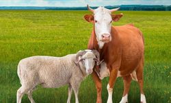 Malatya'da Kurbanlık Fiyatları Netleşmeye Başladı