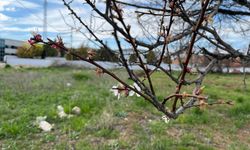 Malatya Kayısısında Çiçek Telaşı: Verim Kaybı Endişesi Boşuna mı?