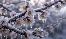 Malatya’da Bir Gecede Her Şey Değişti! Kayısı Dondu