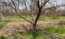 Malatya’da Don Olacak Mı? Uzmanından Rahatlatan Açıklama