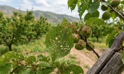 Kayısıda alarm! Malatya’da bu belirtiye dikkat