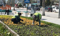Malatya Renkleniyor: Şehir Bahara Çiçeklerle Uyandı