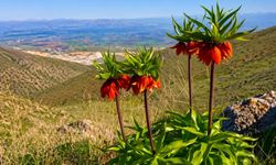 Malatya'da Ters Laleler Açtı: Koparmanın Cezası 1 Milyon TL