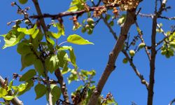 Kayısıda Monilya Sinyali! Malatya’da İlk Belirtiler Görülmeye Başlandı