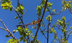 Valilikten Uyarı: Hastalık Yayılıyor, Önlem Alınmazsa Kayıp Büyük