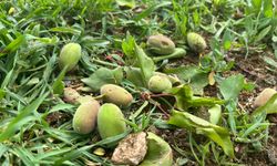 Dolu Vurdu, Kayısı Dalda Değil Yerde Kaldı: Yazıhan’da Üretici Tedirgin