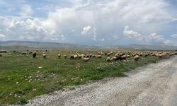 Malatya’da Baharla Birlikte Meralar Şenlendi: Küçükbaşlar Otlaklara Çıktı