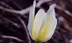 Türkiye'de Sadece Malatya’da Yetişiyor!