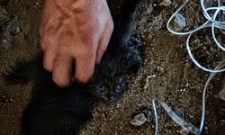 Malatya’da Baca Boşluğunda Can Pazarı: Yavru Kedi Son Anda Kurtarıldı