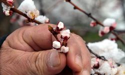 Çevre illerde zirai don uyarısı yapıldı: Peki Malatya’nın son durumu ne?