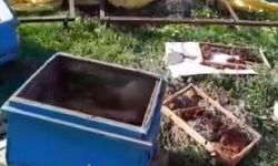 Sivas'ta Kış Uykusundan Uyanan Ayı Arılığa Daldı