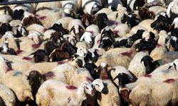 Bayram Öncesi Alarm: 36 Bin Araç ve 4 Milyon Hayvan Denetlendi