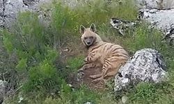 Adıyaman’da Nadir Görüntü: Nesli Tehlikedeki Çizgili Sırtlan Kamerada
