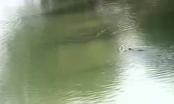 Diyarbakır’da Su Samurları Dicle Nehri’nde Ortaya Çıktı