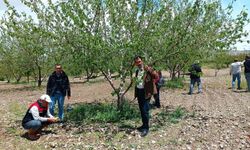 Elazığ’da Dolu Felaketi: Kayısı ve Badem Bahçeleri Zarar Gördü