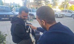 Elazığ’da Sevimli Misafir! “Zeytin” Mahallenin Maskotu Oldu