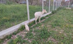 Elazığ’daki Beyaz Alageyik Bu Kez  de Koyun Sürüsünde Görüldü