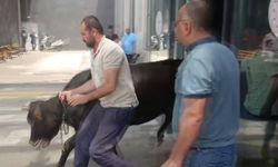 Gaziantep’te Firari Kurbanlık Dana Hastaneyi Karıştırdı