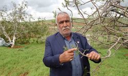 Gaziantep’te “Süper Hücre” Felaketi: Asırlık Fıstık Ağaçları Yerle Bir Oldu