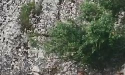 Harput’ta Dağ Keçileri Tarihi Yapılar Arasında Görüntülendi