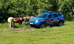 Jandarma Dronla Aradı: Elazığ'da Kaybolan İnekler Kısa Sürede Bulundu