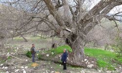 Malatya’da 270 Yıllık Ceviz Ağacı Bakın Hangi İlçede Bulunuyor?