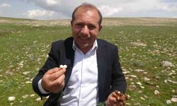 Malatya’da Çiğdem Mesaisi Başladı: Festival Yeniden Düzenlenecek