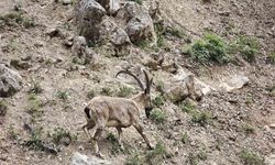 Tunceli'de Dronu Fark Eden Dağ Keçileri Böyle Kaçtı