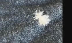 Elazığ’da Şaşırtan Görüntü! Sırtında Yumurta Taşırken Objektiflere Takıldı