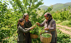 Sadece Birkaç Hafta Sürüyor! Malatyalılar Bu Lezzet İçin Yarışacak