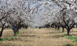 Malatya'da 1.9 Milyonluk Kayısı Bahçesi İcradan Satılığa Çıkarıldı