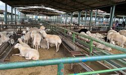 Malatya Kurban Pazarında Hareketlilik Başladı İşte Kurbanlık Fiyatları