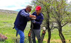 Malatya’da Yaban Ağaçları Meyveye Dönüştürülüyor