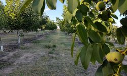 Malatya'da Zengin Topraklı Ceviz Bahçesi İcradan Satılığa Çıkarıldı