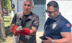 Battalgazi'de zabıtadan şefkat eli: Yavru baykuş güvenli kollarda