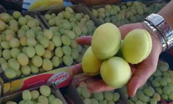Malatya Kayısısı Tezgâhlarda: Sezonun İlk Fiyatı Şaşırttı